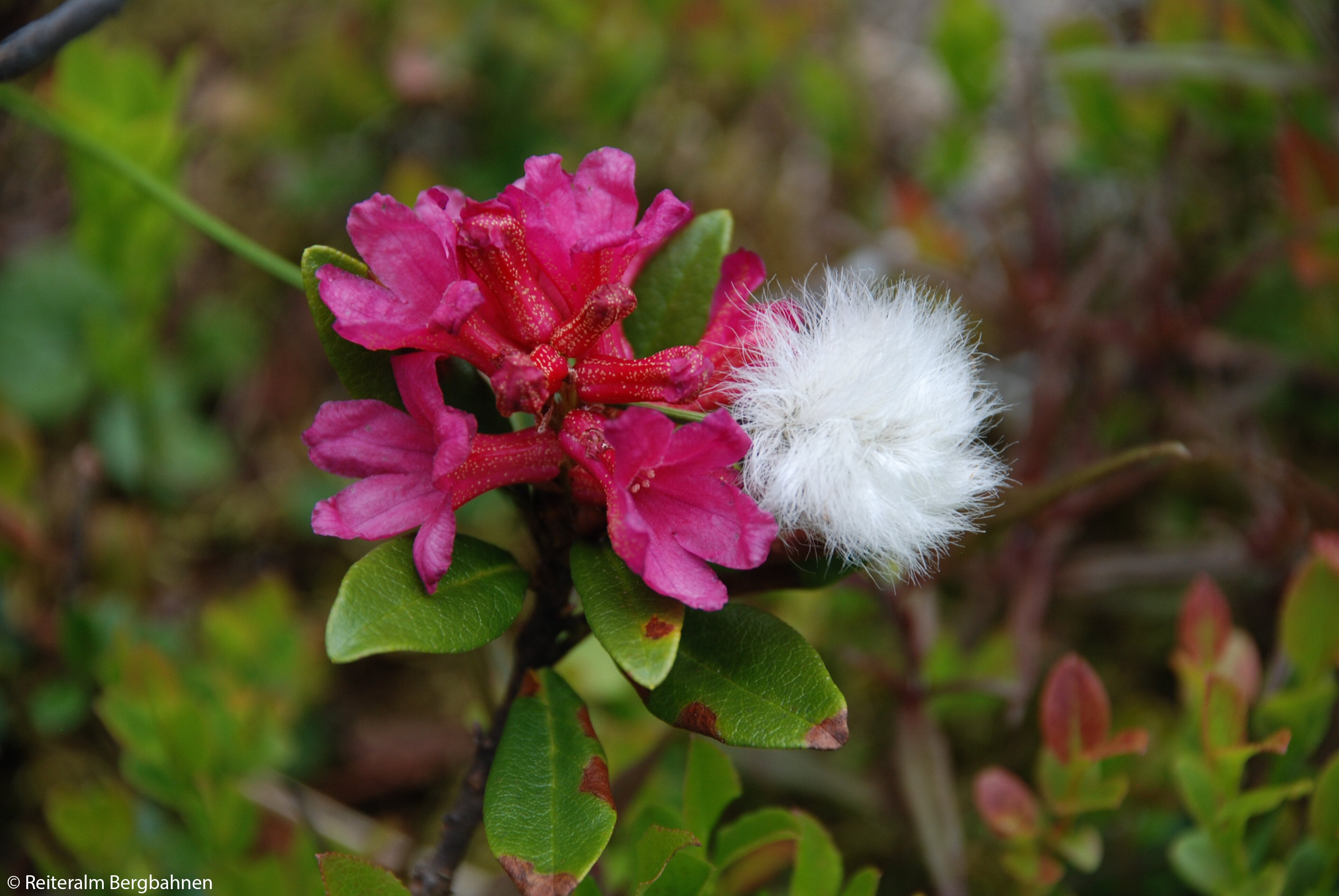 © Reiteralm Bergbahnen-.jpg