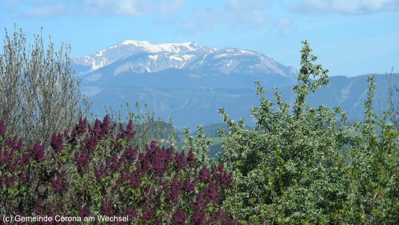 (c) Gemeinde, St. Corona am Wechsel.jpg