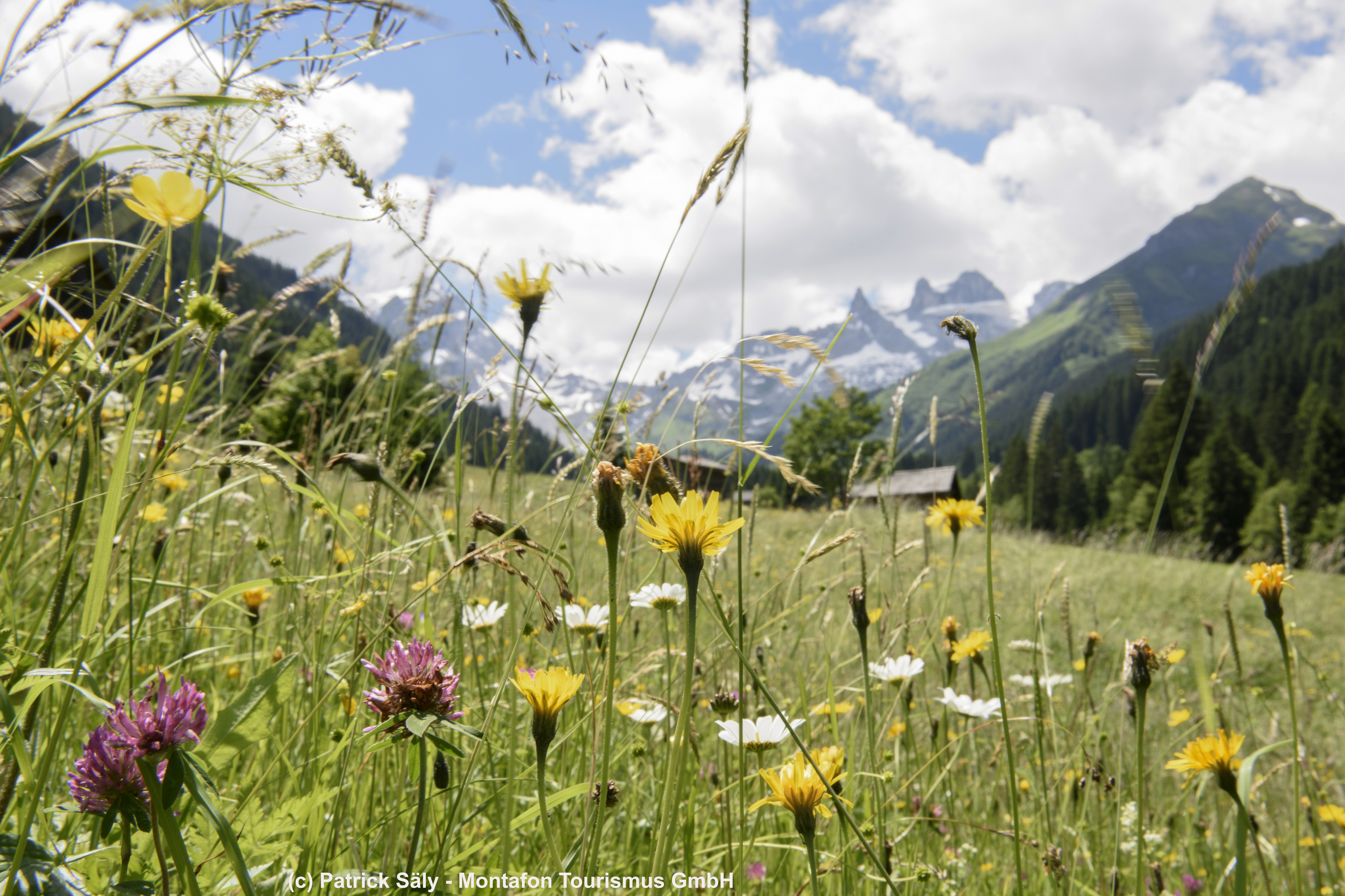 Gauertal (c) Patrick Säly - Montafon Tourismus GmbH, Schruns.jpg