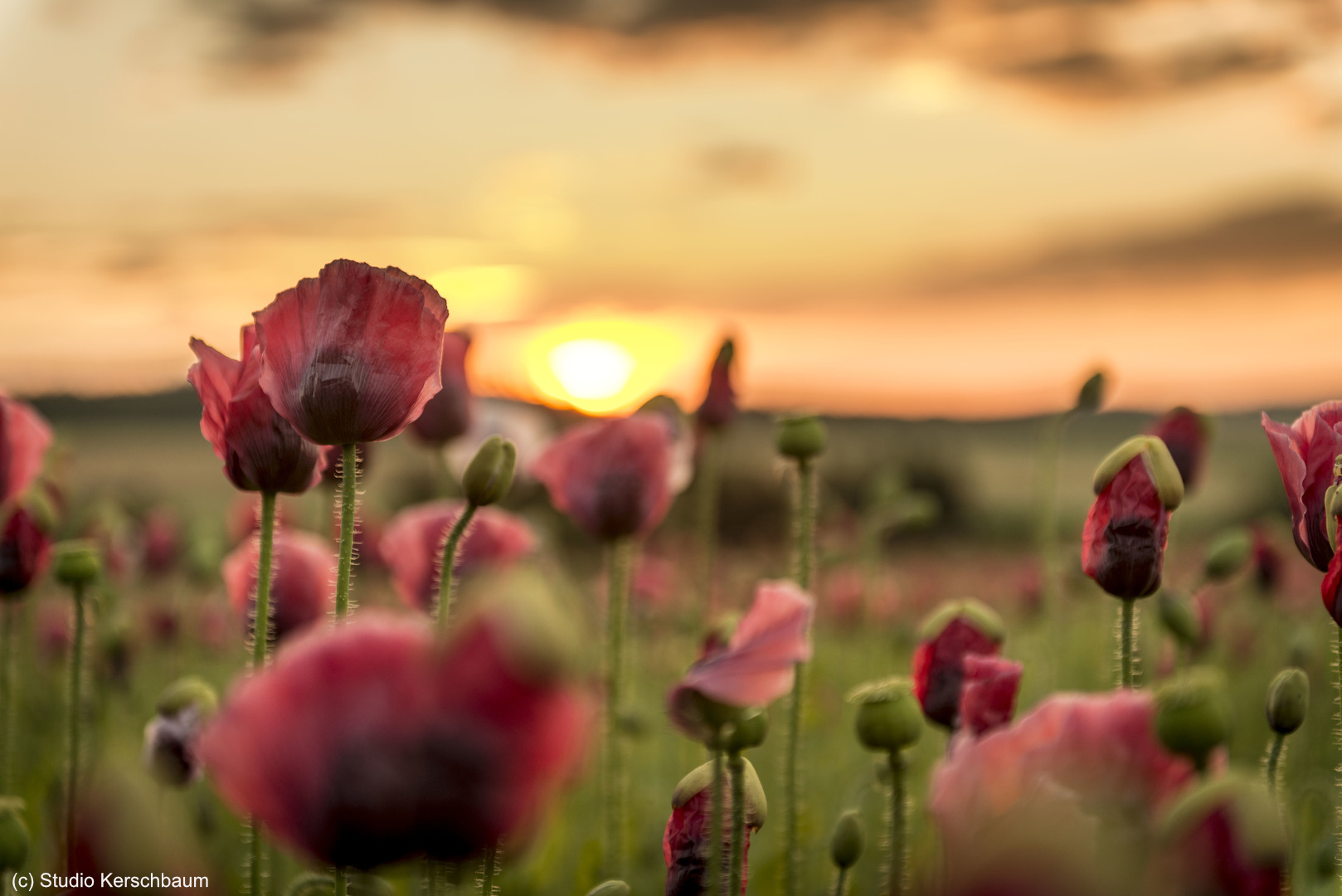 Mohndorf Armschlag, Studio Kerschbaum.jpg