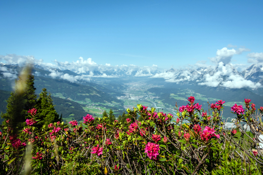 PureVielfalt_Almrosenblüte mit Blick ins Inntal.jpg