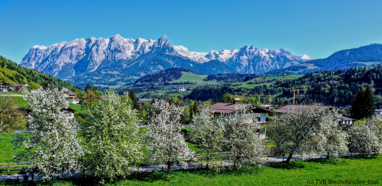 Frühling-Gaisberg_Lozi.jpg